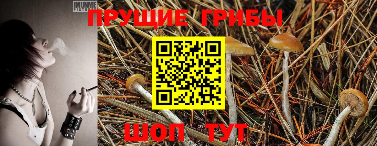Галлюциногенные грибы Psilocybe  Вход с VPN  Истра 